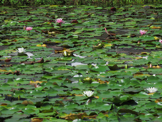 睡蓮（スイレン）