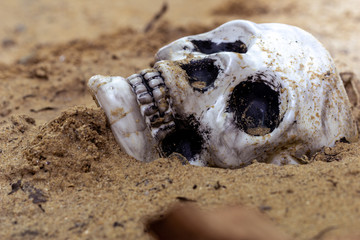 The skull was abandoned on the sand.
