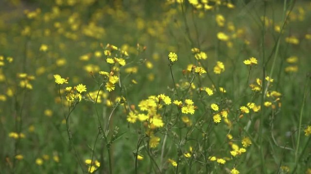 Field of yellow flower Rapeseed crop on a farm. Closeup shot with wind blowing.