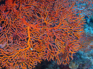 The amazing and mysterious underwater world of Indonesia, North Sulawesi, Bunaken Island, gorgonian coral