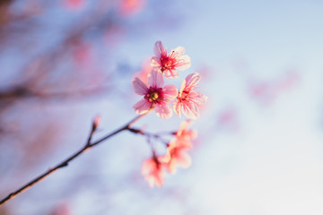 Spring blossom pink flowers Beautiful nature sky