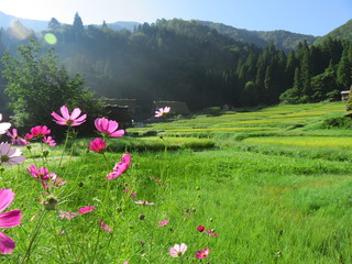 コスモスと水田