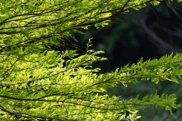 Fresh green trees, Park in Funabashi City, Chiba prefecture, Japan