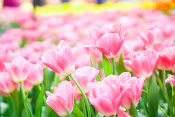 beautiful tulips flower bloom in spring day, postcard idea concept design.