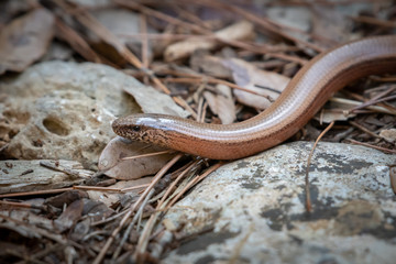 A slow-worm between stones and pine needles