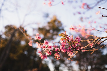 Spring blossom pink flowers Beautiful nature sky