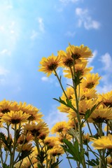 Yellow chrysanthemum bloom and blue sky