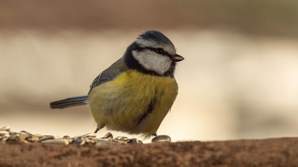 Obraz premium Oiseaux du Grésivaudan - Isère.