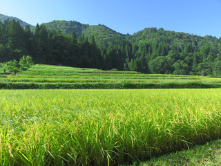水田風景