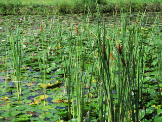 葦と睡蓮