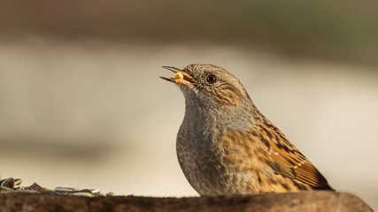 Oiseaux du Grésivaudan - Isère.