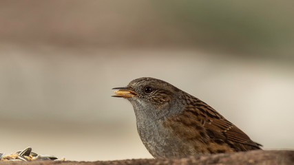 Oiseaux du Grésivaudan - Isère.