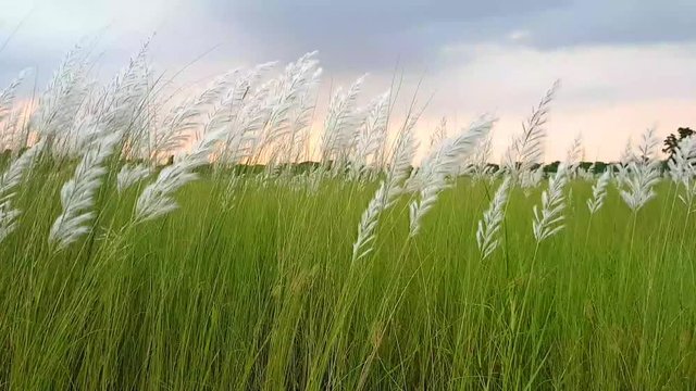 white kash plant or kans grass bloomed and swinging in breeze among green  fields with red and blue clouds in sky Stock Video | Adobe Stock