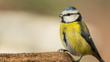 Oiseaux du Grésivaudan - Isère. © Richard