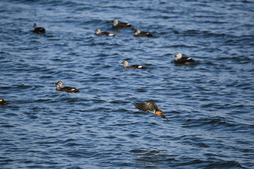 カルガモとおしどりのオス