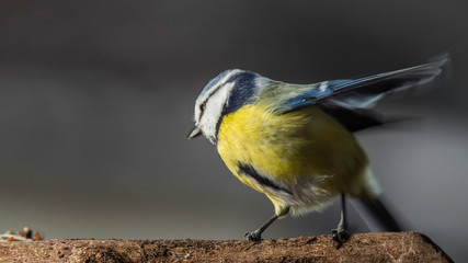 Oiseaux du Grésivaudan - Isère.