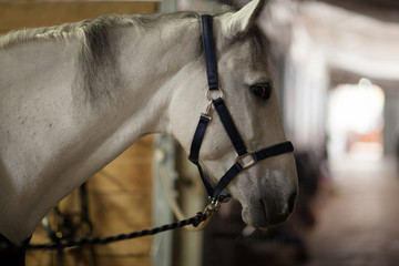 Obraz premium Beautiful white horse in the stable