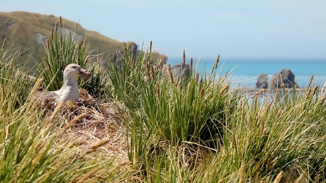 Nesting Albatross shot on South Geogia Island
