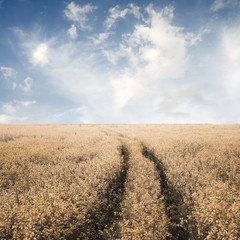 road in the fields