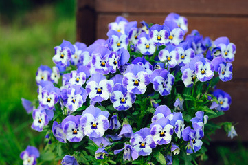 Blooming pansies or voila flowers in summer