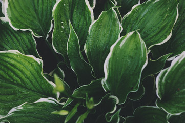 hosta leaves close up in summer garden. Plants for shady places in landscape design.