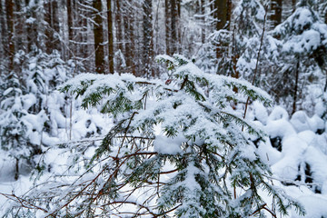 Snow covered small spruce in a winter forest