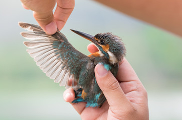 Close up Female Common kingfisher (Alcedo atthis) in researcher hand after released it from catch net.