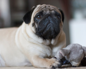 Funny pug dog playing with plush toy mouse