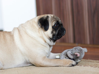 Funny pug dog playing with plush toy mouse