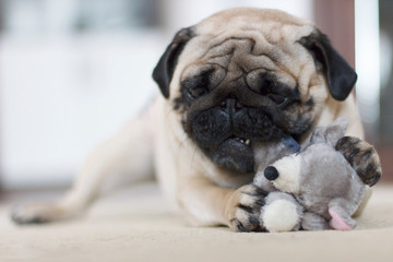 Funny pug dog playing with plush toy mouse