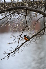 カワセミのオス