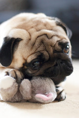 Funny pug dog playing with plush toy mouse