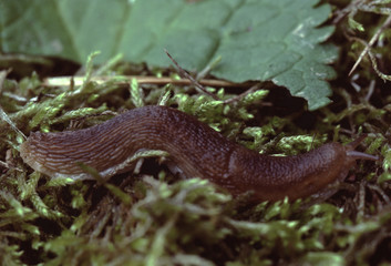 Land Slug (Gastropoda)