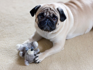 Obraz premium Funny pug dog playing with plush toy mouse