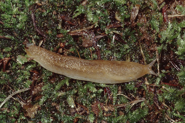 Land Slug (Gastropoda)