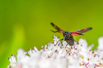 The butterfly on the flower of the Sambucus nigra
