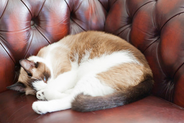 Blue eyed siamese cat pretending to be asleep on leather couch