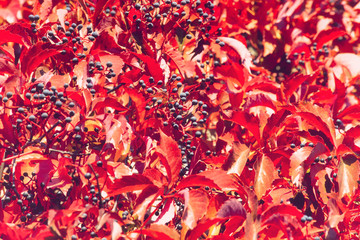 Fall season background with red autumn leaves and blue wild berries