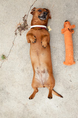 dachshund playing next to toy
