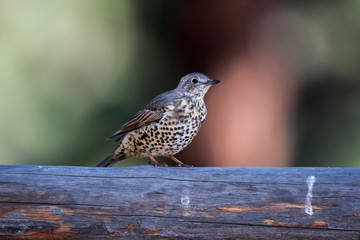 Song Thrush Birds