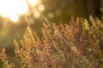 Flower of grass In the meadow backlit the orange light of the sun in the evening can see grass silhouette.
