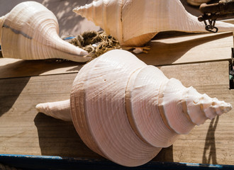 Muscheln