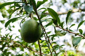 Kalebassenbaum - Crescentia cujete