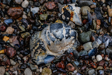 Feuersteinknolle am Strand