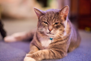 Distinguished striped cat