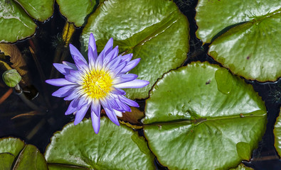 A top view of a beautiful water lily purple color on water surface, surrounded by lily pads and water drops.