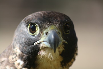HALCÓN PEREGRINO