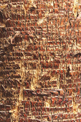 Texture of palm bark. Exotic background. Wooden background of a palm tree trunk.