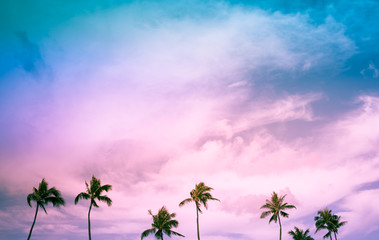 Fototapeta na wymiar Tropical sunset and palm trees. 