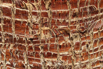 Texture of palm bark. Exotic background. Wooden background of a palm tree trunk.